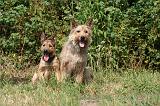 BOUVIER DES ARDENNES 434